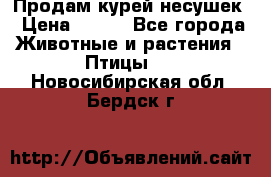 Продам курей несушек › Цена ­ 350 - Все города Животные и растения » Птицы   . Новосибирская обл.,Бердск г.